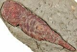 Soft-Bodied Fossil Aglaspid (Tremaglaspis) - Fezouata Formation #233429-2